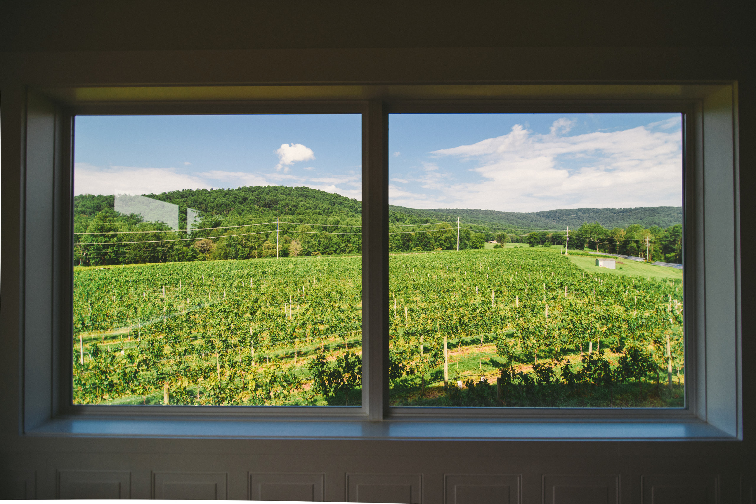 Window wall onto the vineyard.