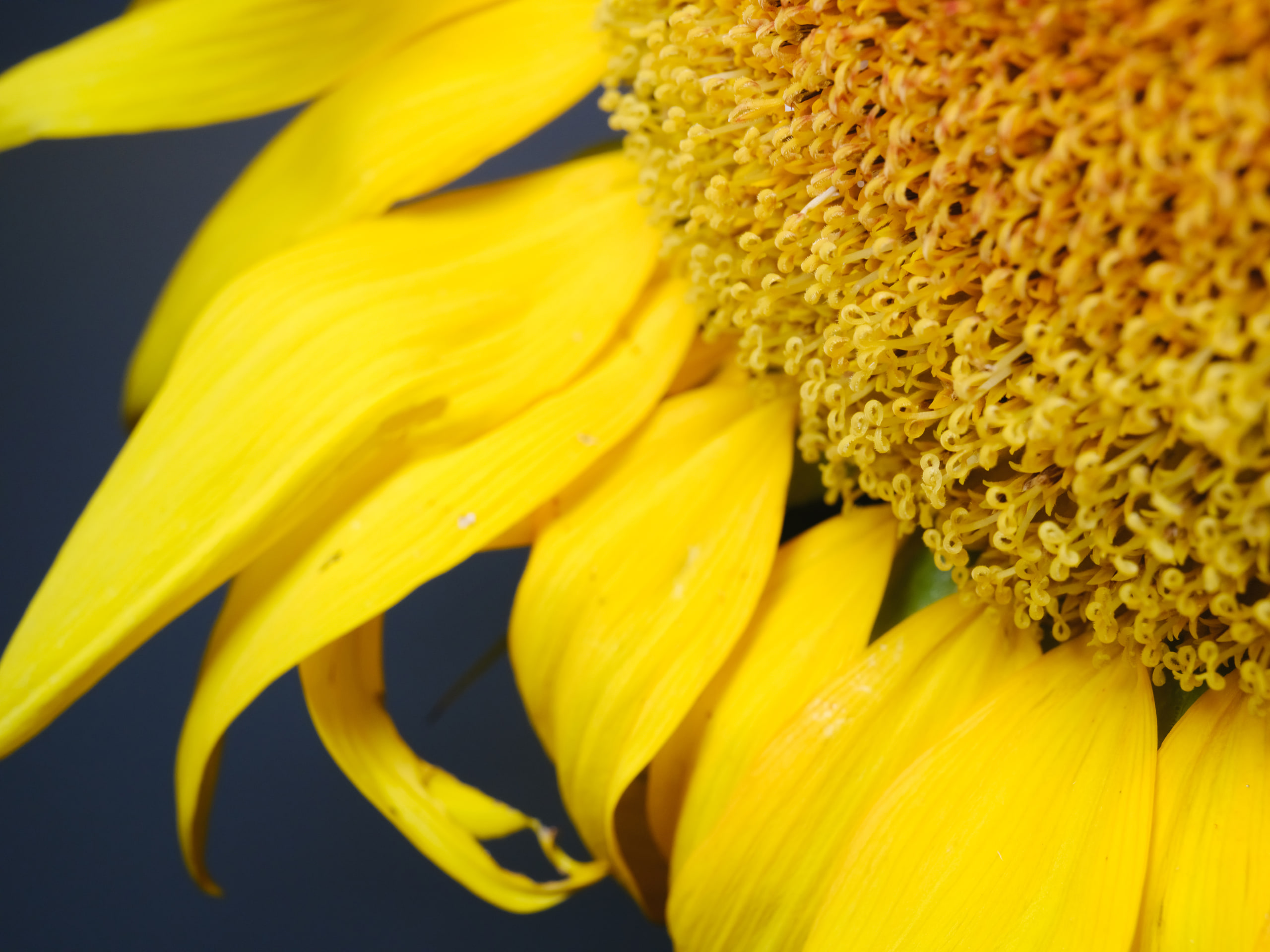 Sunflower center, texture filling the frame.