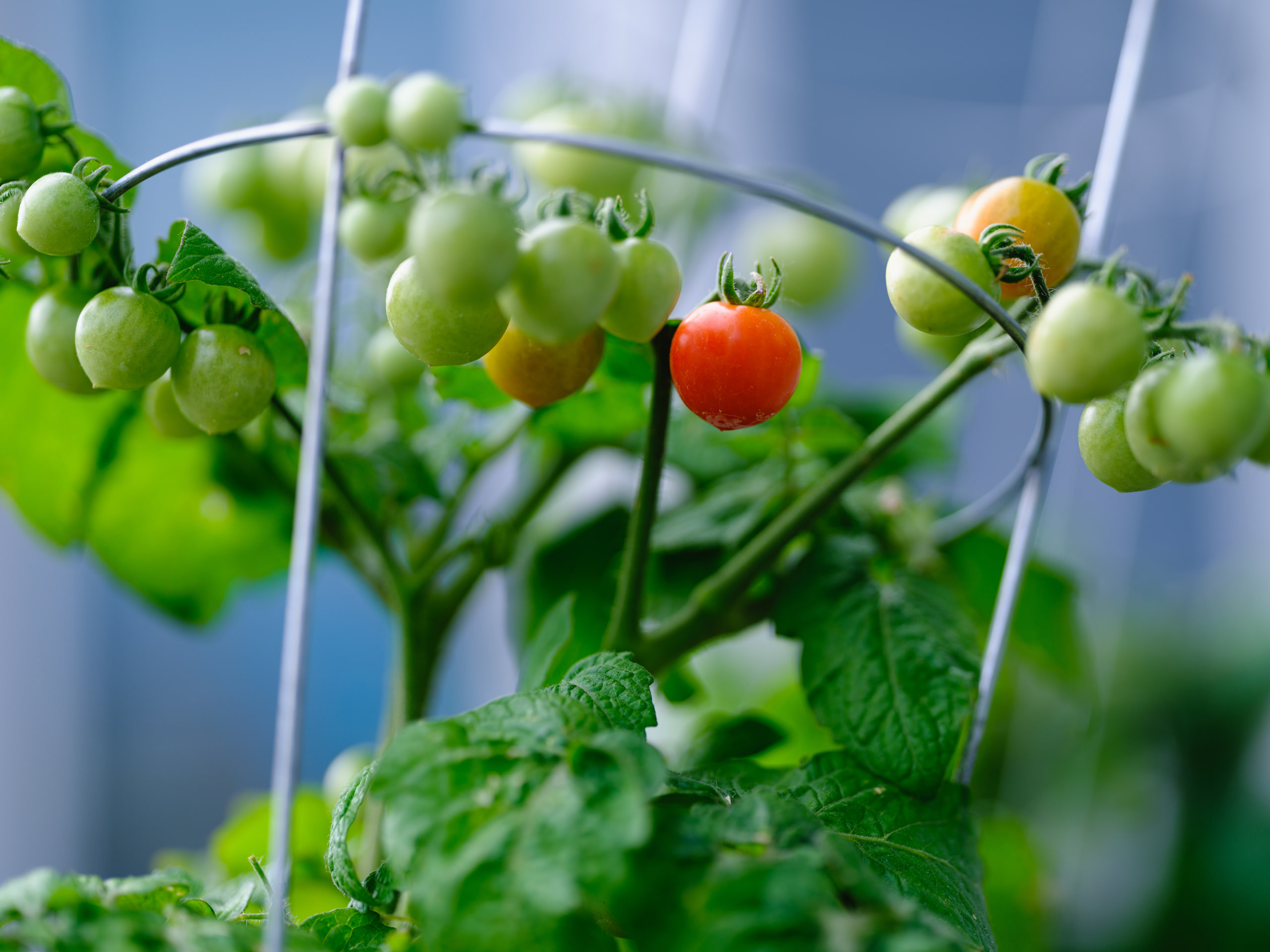 Tomatoes on the vine, green against dark.