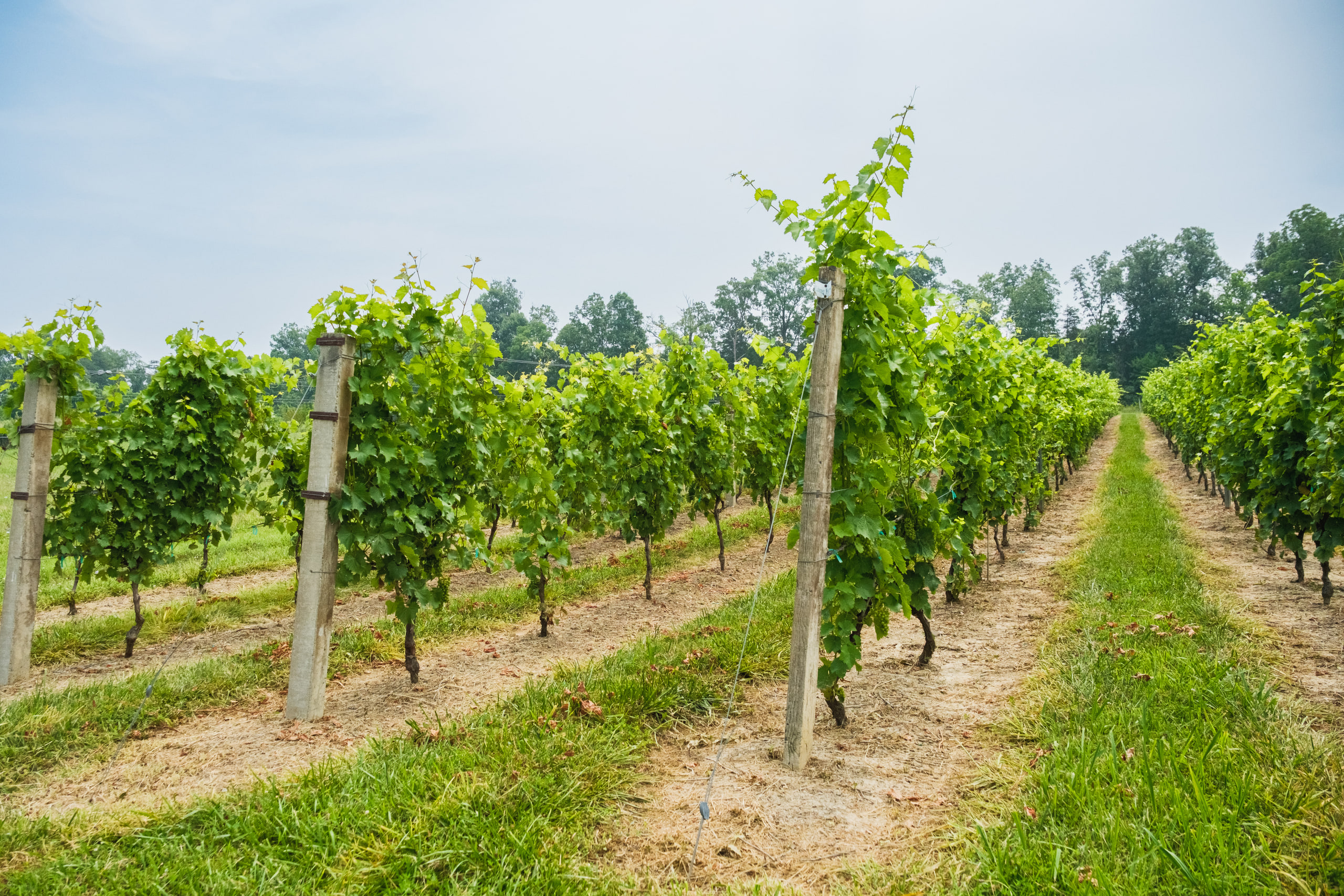 Vineyard rows, the setting.