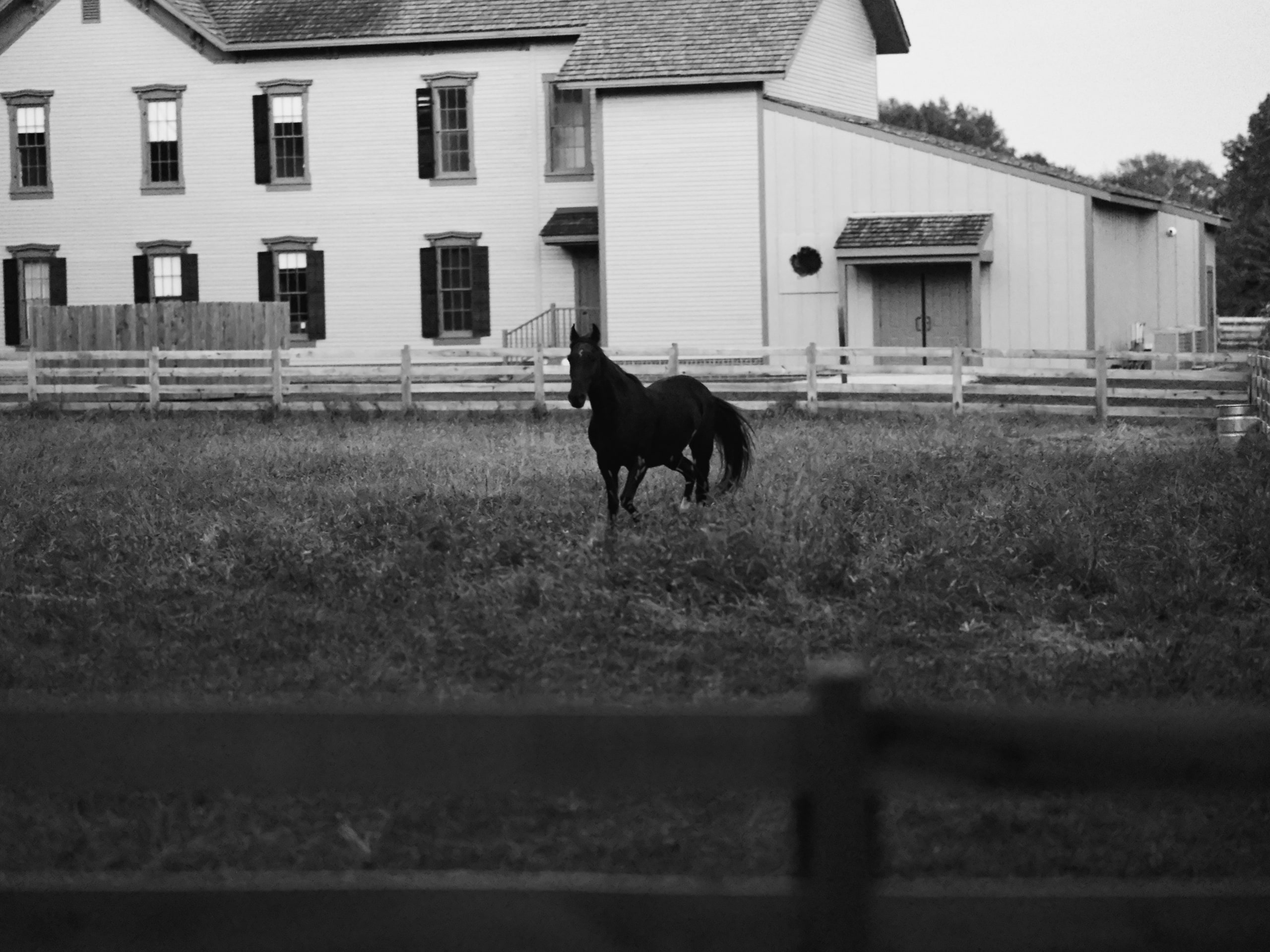 B&w farmhouse, a horse in the yard.