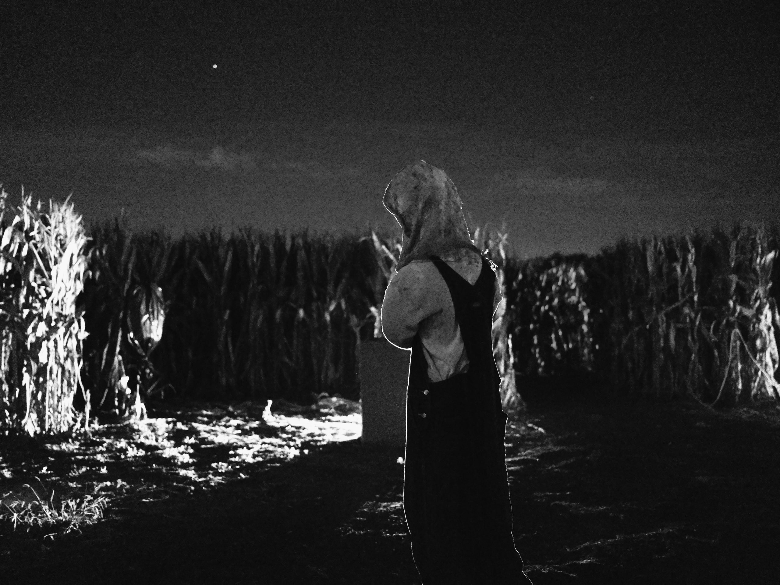 B&w corn, close, all texture.