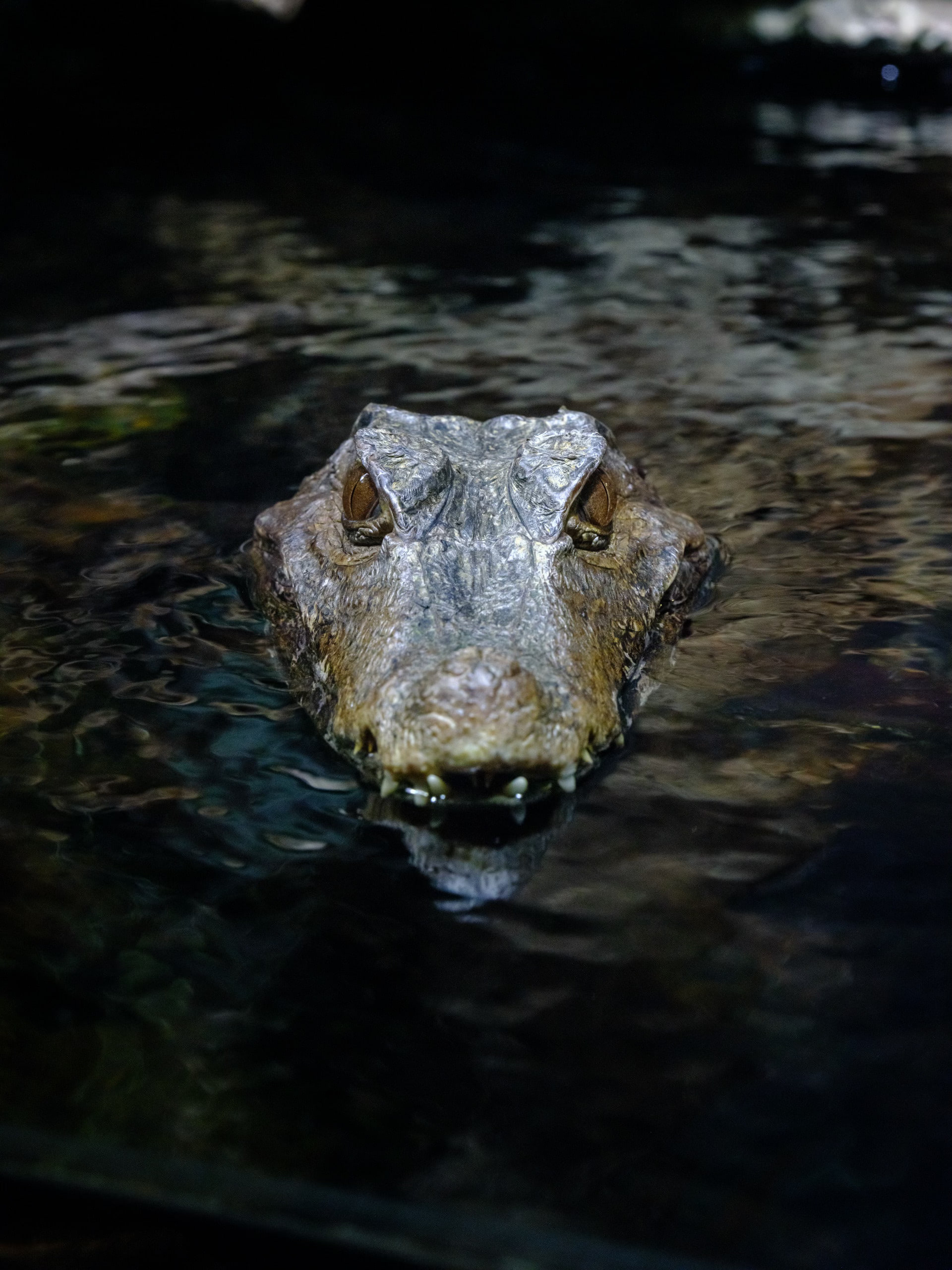 Crocodile eyes at the waterline, all surface.
