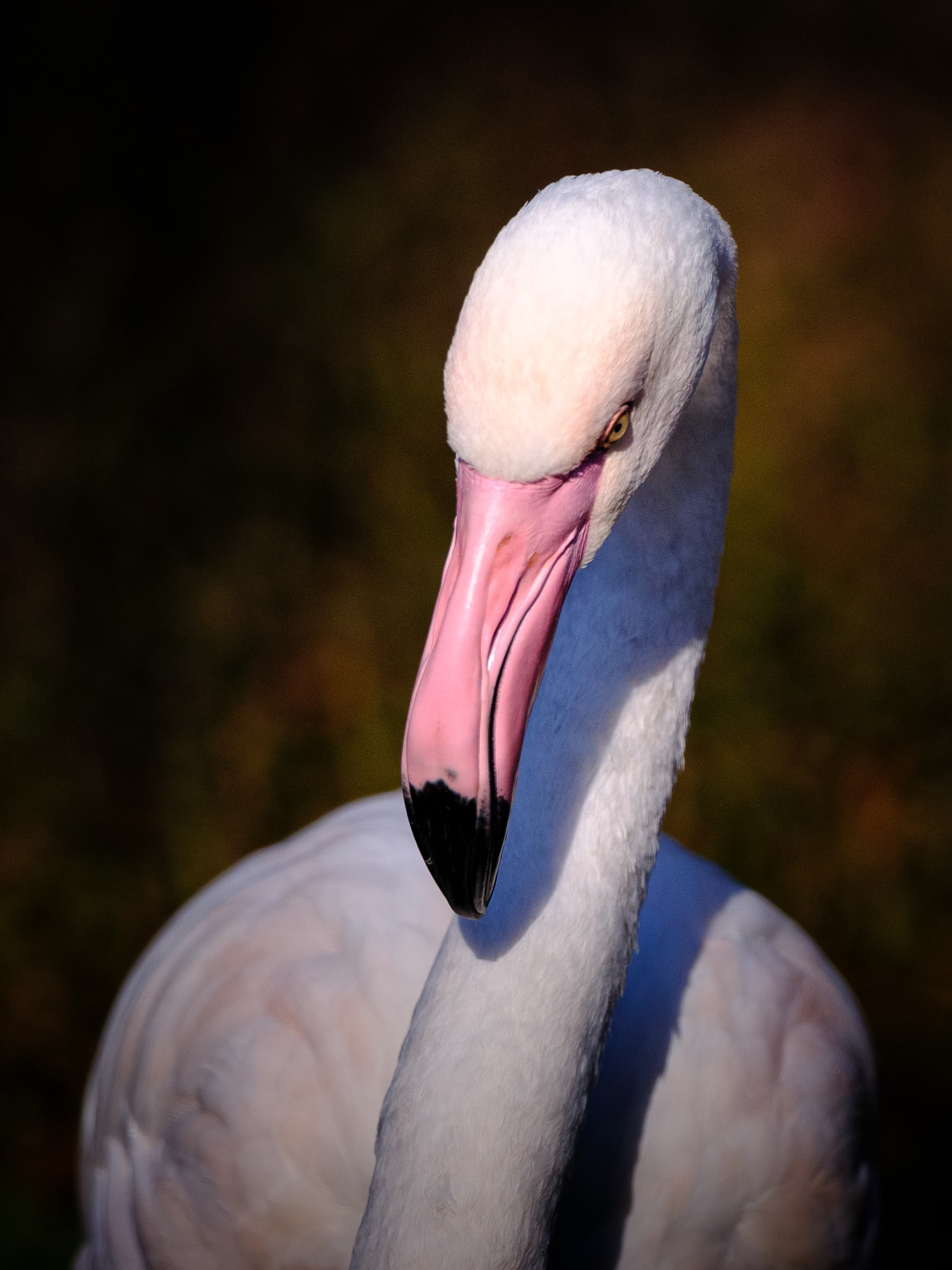 Flamingo, shape against green.