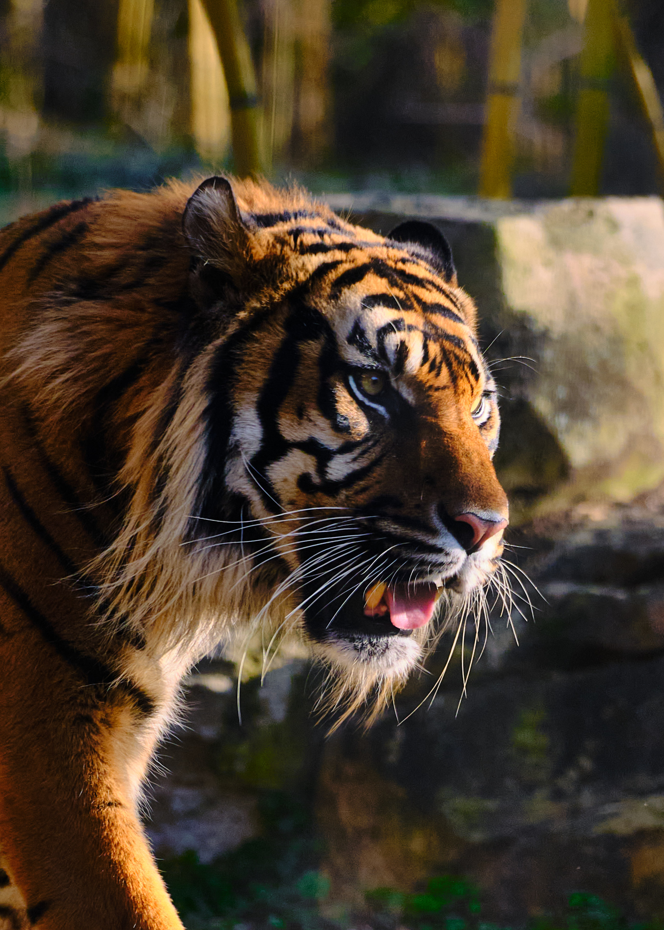 Tiger, close, color.