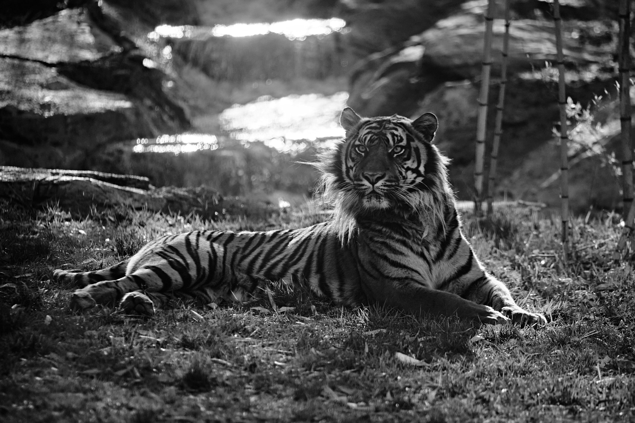 B&w tiger, texture and weight.
