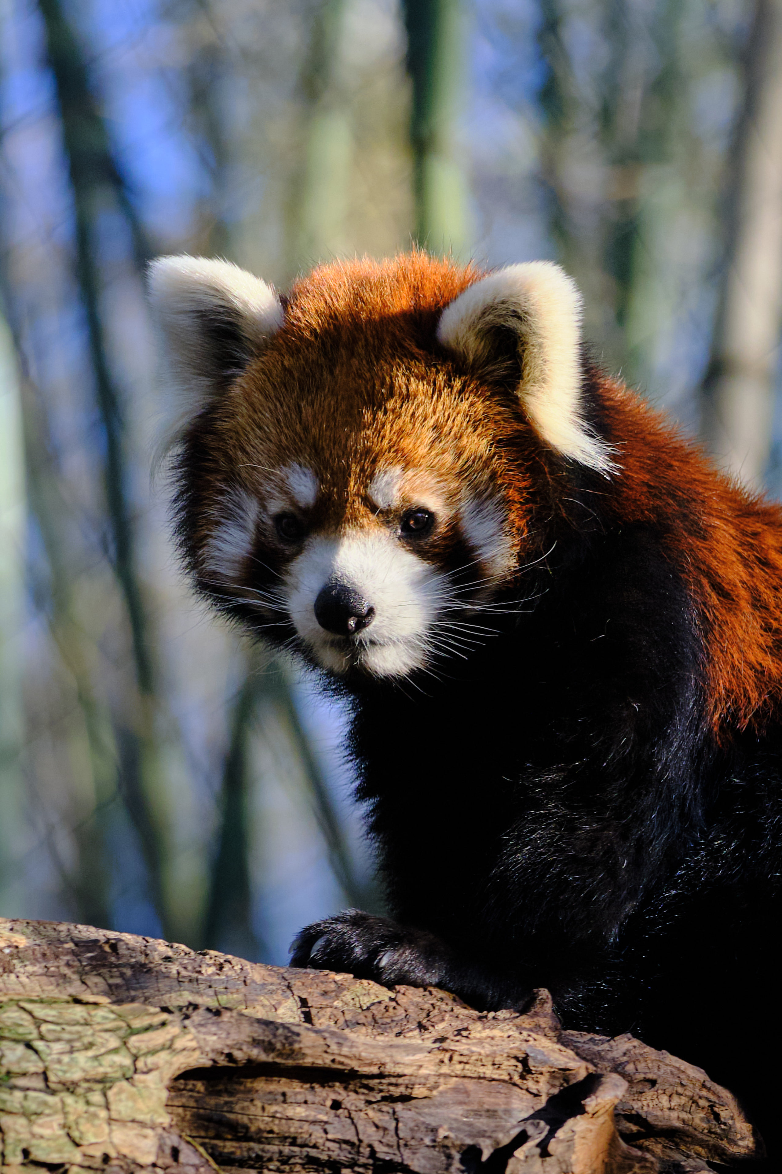 Red panda, warm against dark.